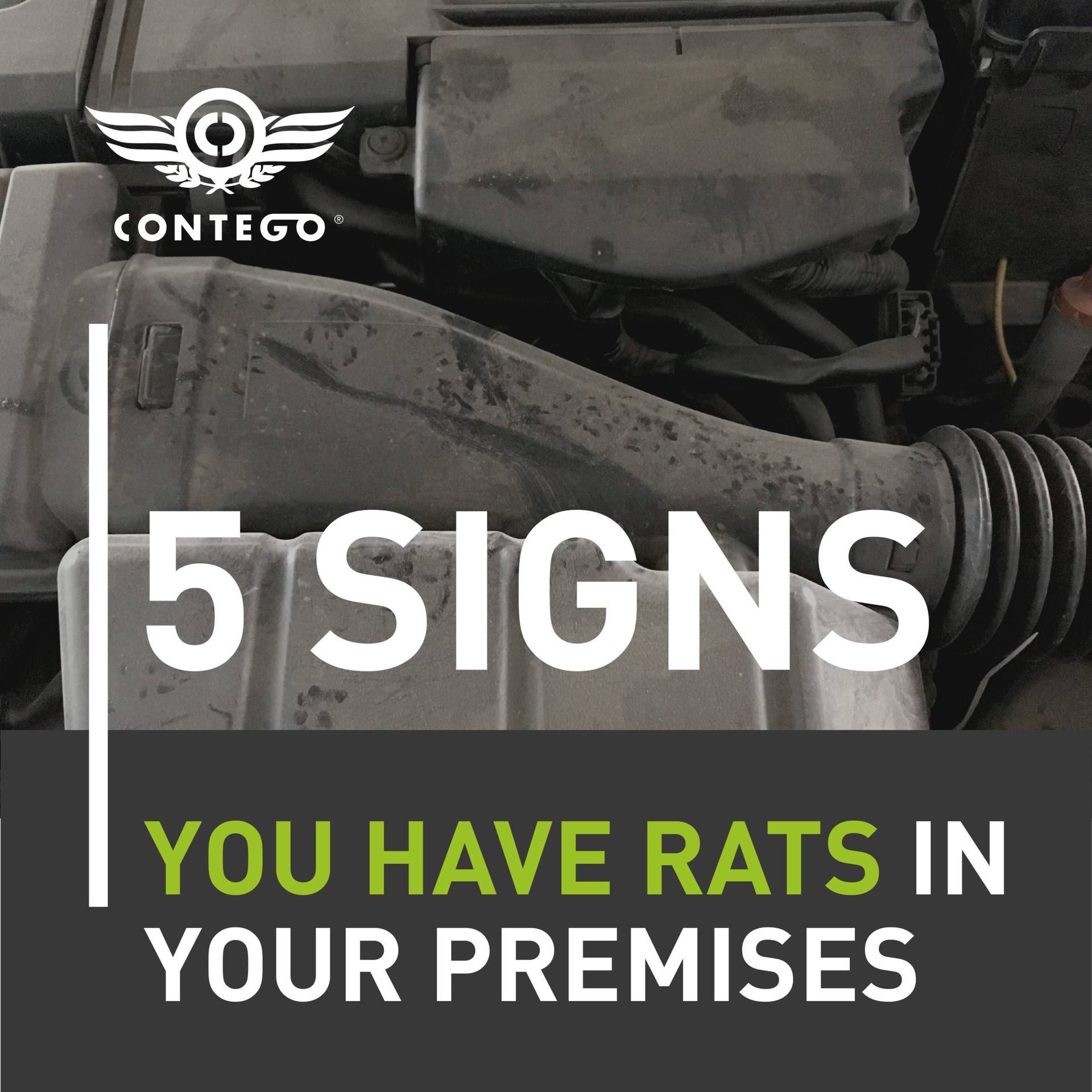 5 Signs You Have Rats on Your Premises