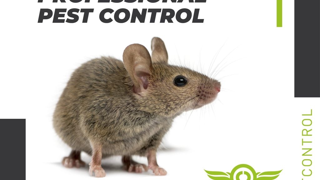 Diy Vs Professional Pest Control