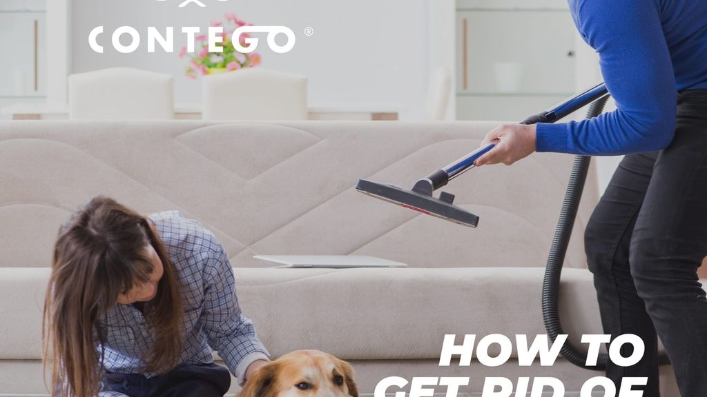 How to Get Rid of Fleas in My House