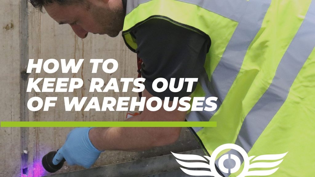 Warehouse Rats How to Keep Rats Out of Warehouses | Contego Response