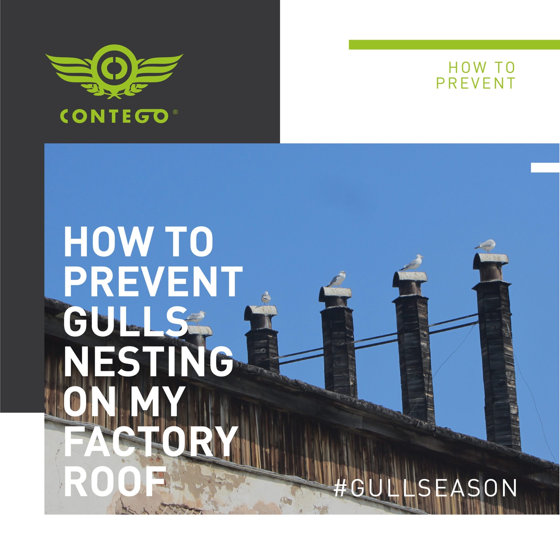 How Can I Prevent Gulls From Nesting On My Factory Roof?