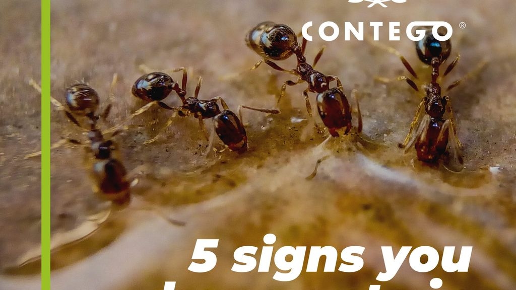 5 Signs You Have Ants In Your Premises