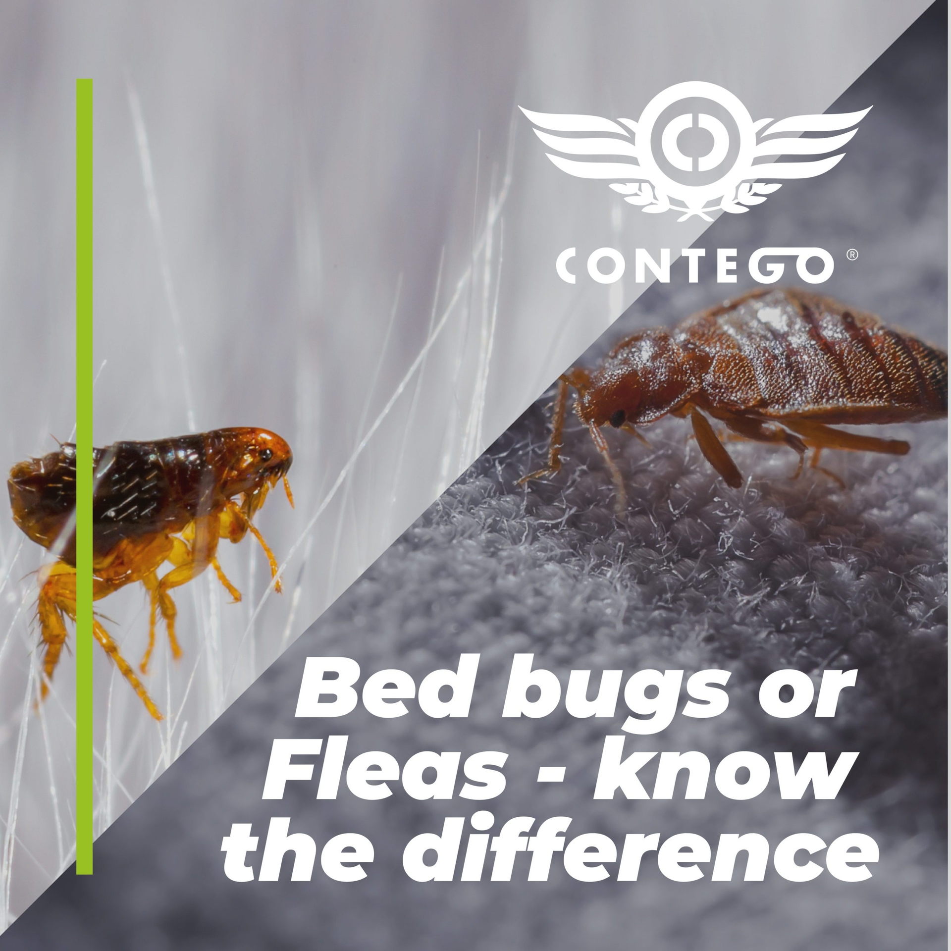 Bed bugs or Fleas? Know the difference