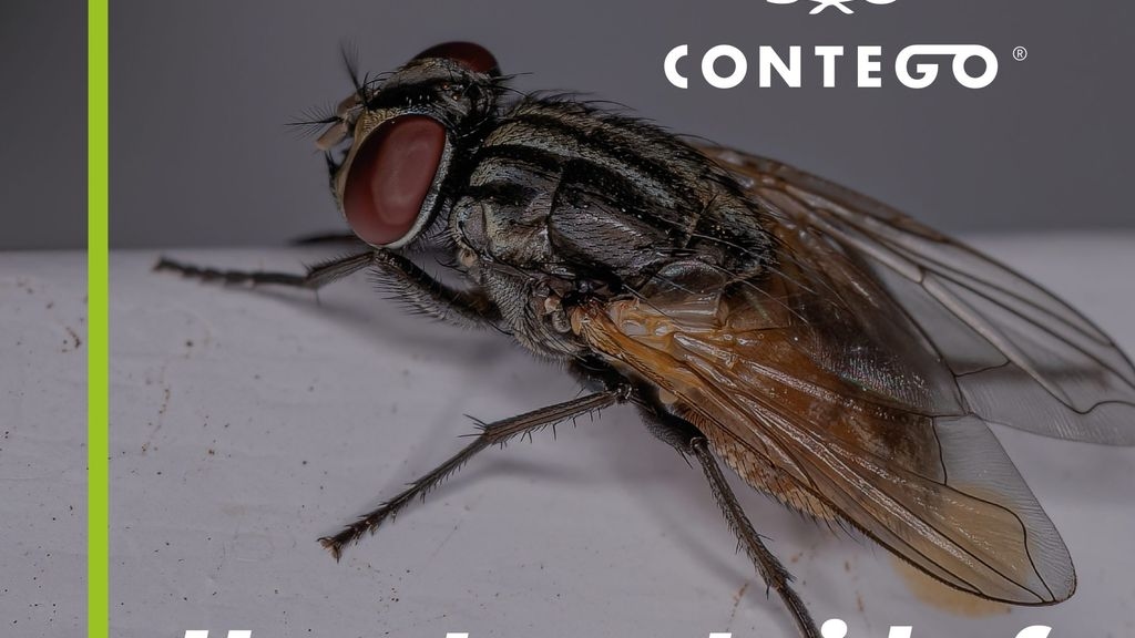 How to Get Rid of Flies in My House