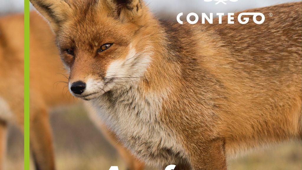 Are Foxes a Threat to Pets?