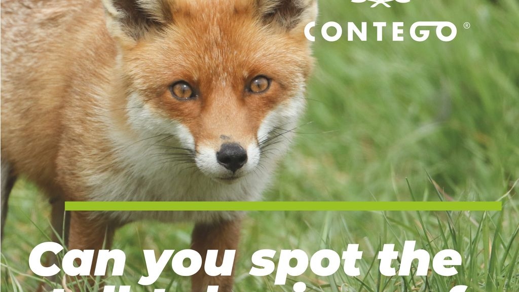 Can you spot the tell-tale signs of fox damage?