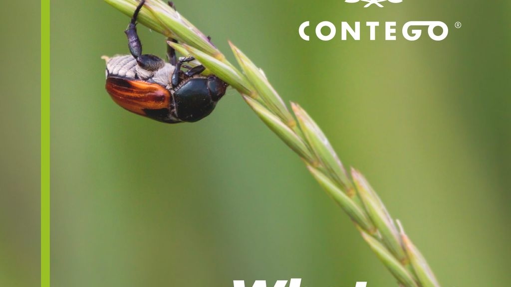 What Are Maybugs?