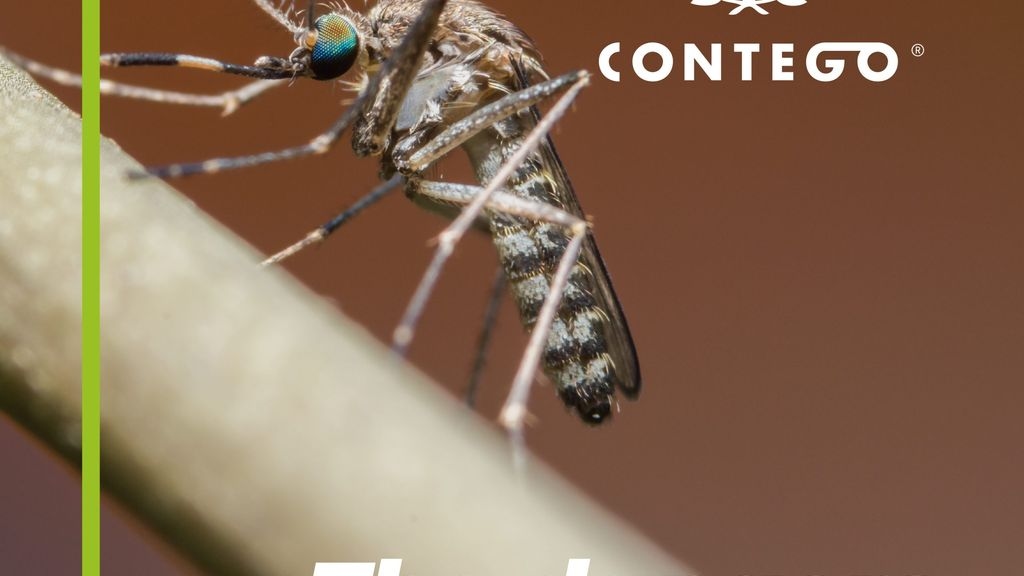 The Dangers of Mosquitoes