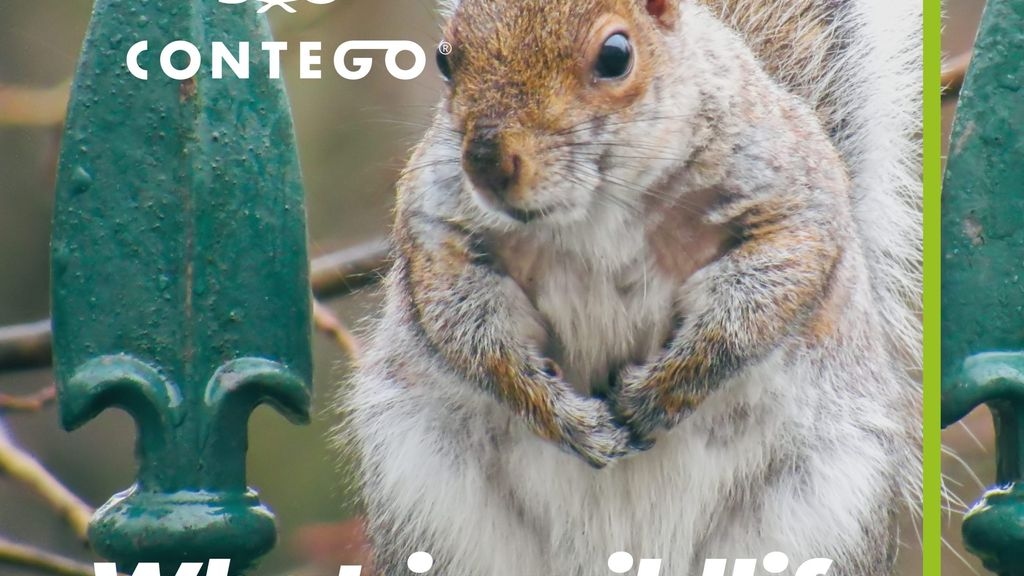 What is Wildlife Management?