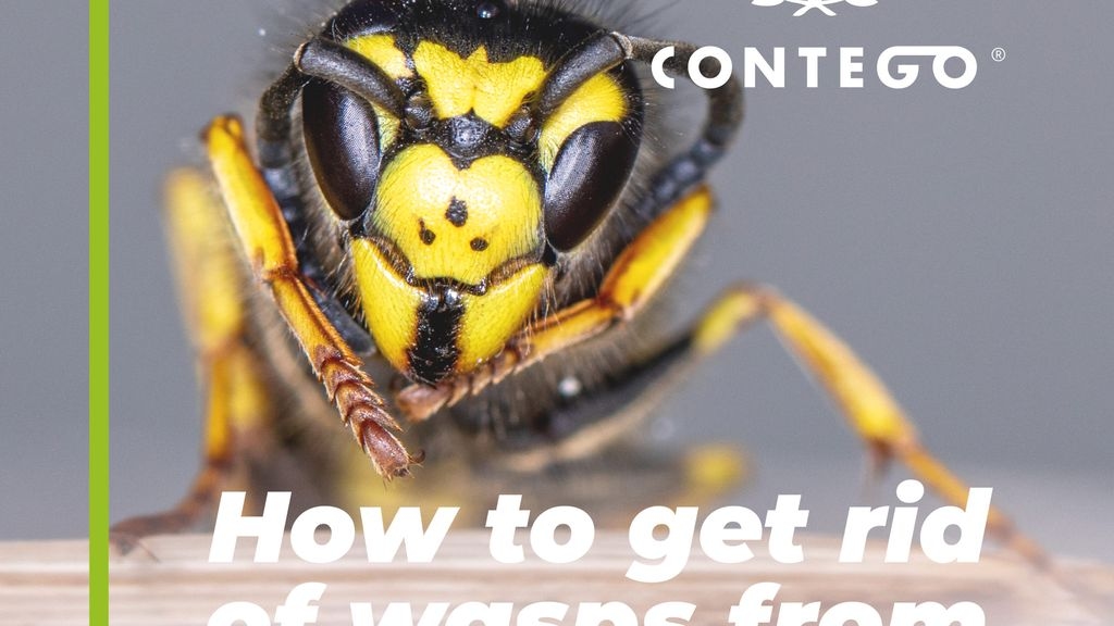 How to Get Rid Of Wasps From Your Home