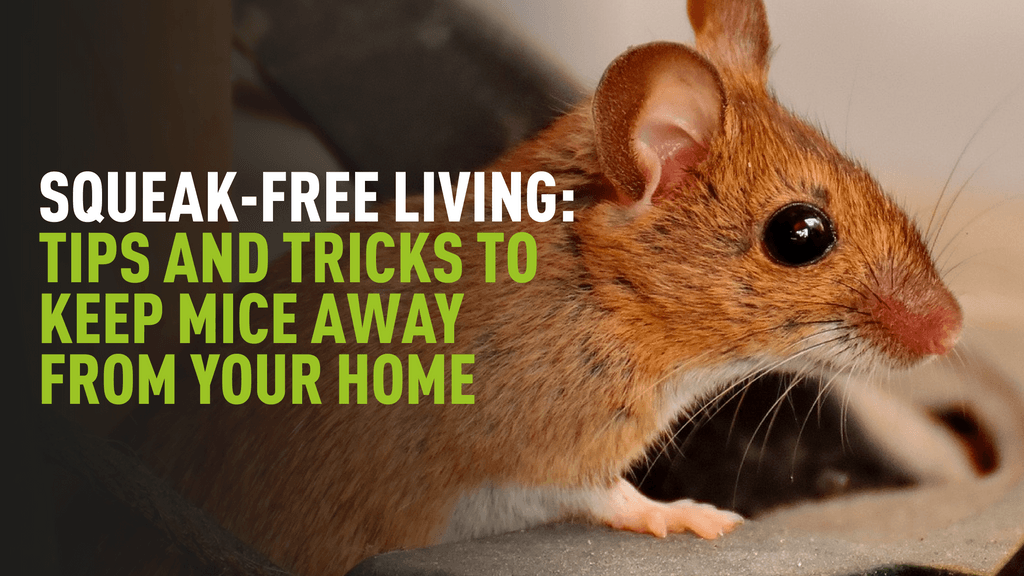Squeak-Free living: Tips and Tricks to keep mice away from your home