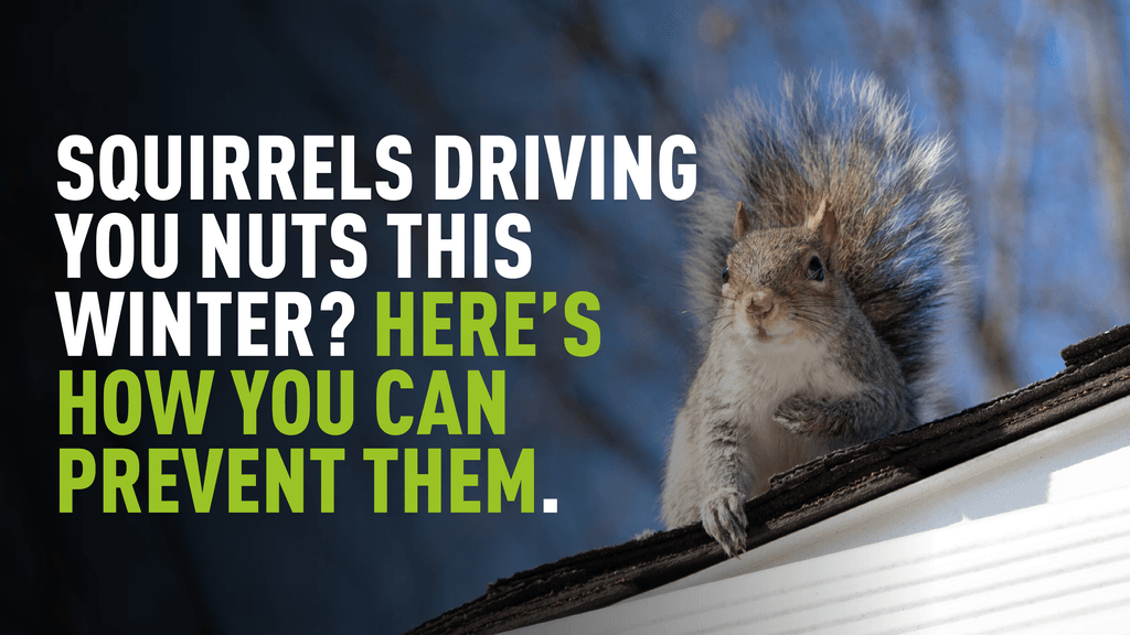 A photograph of a squirrel sat on a roof ledge, overlaying text reads "Squirrels driving you nuts this winter? Here's how you can prevent them"
