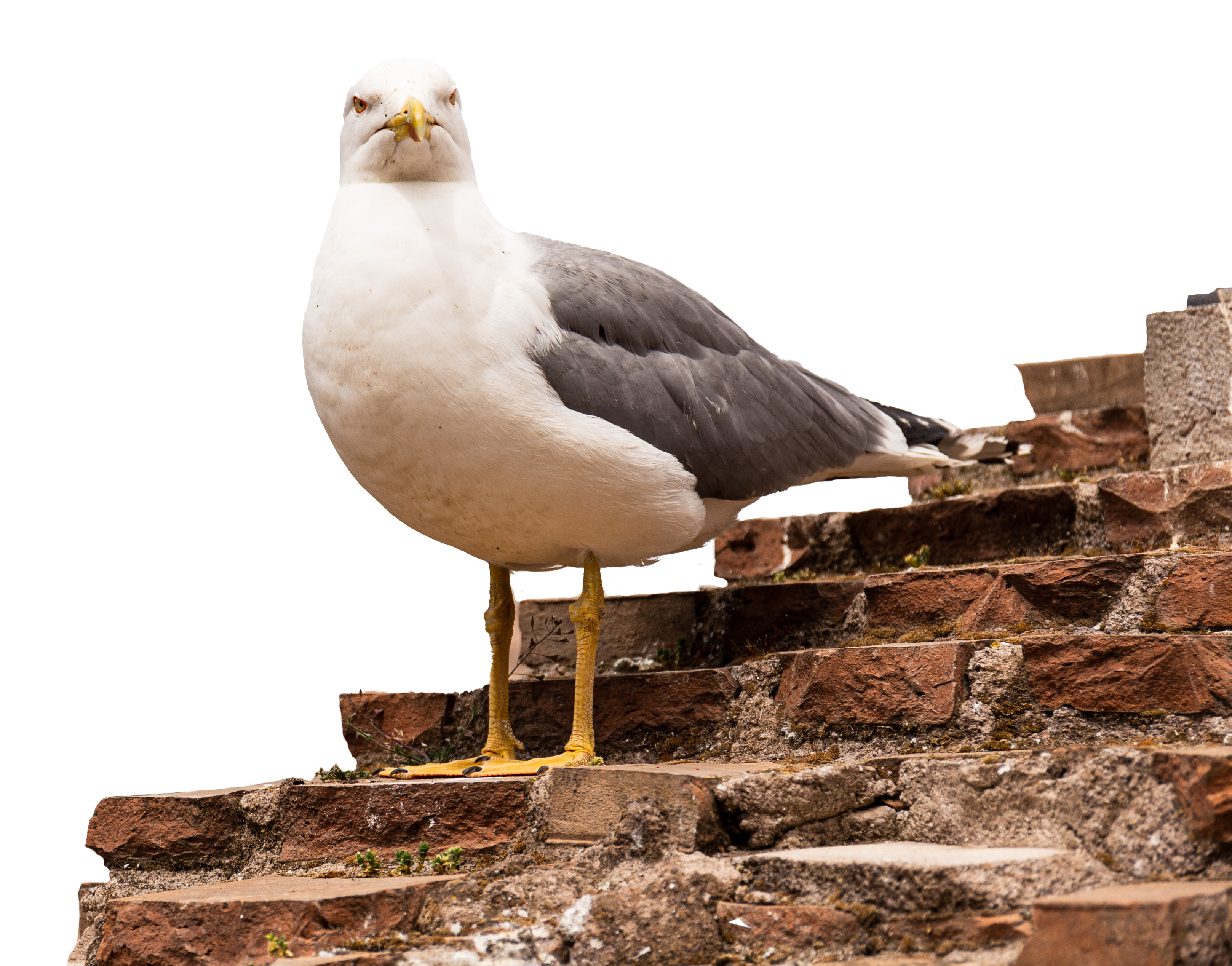 A seagull perched on a brick wall