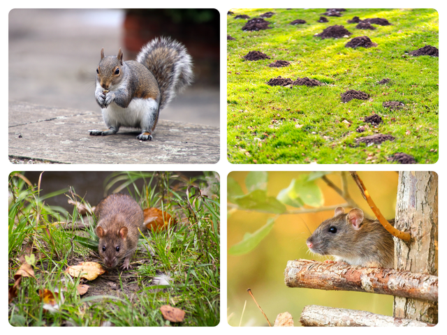 A grid of four images showing a mouse, field mouse, squirrel and mole hills