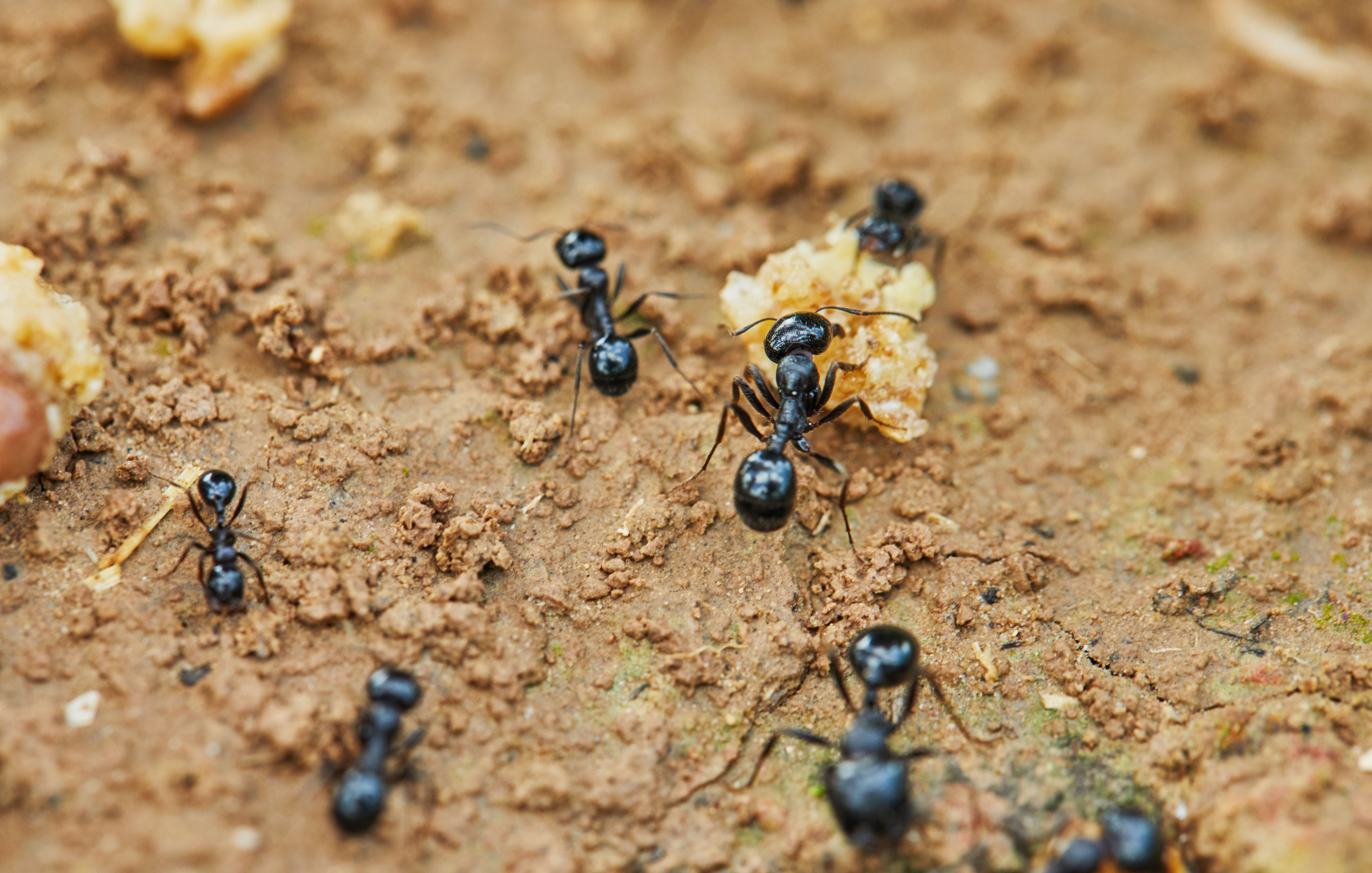 How to Get Rid of Ants in the Garden Without Harming Plants | Contego  Response
