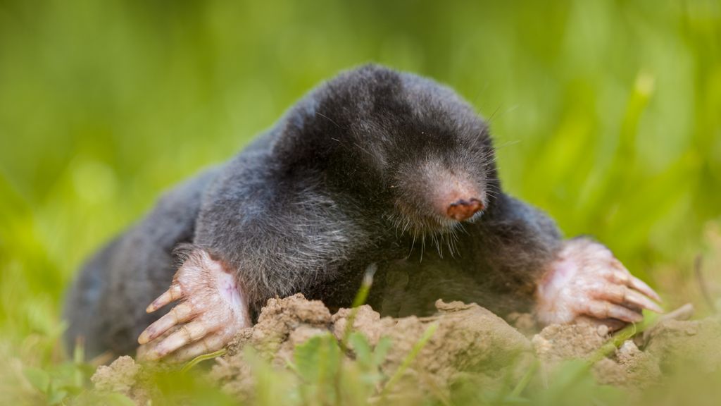 wild-mole-talpa-europaea-in-natural-habitat-2023-11-27-05-15-08-utc.jpg