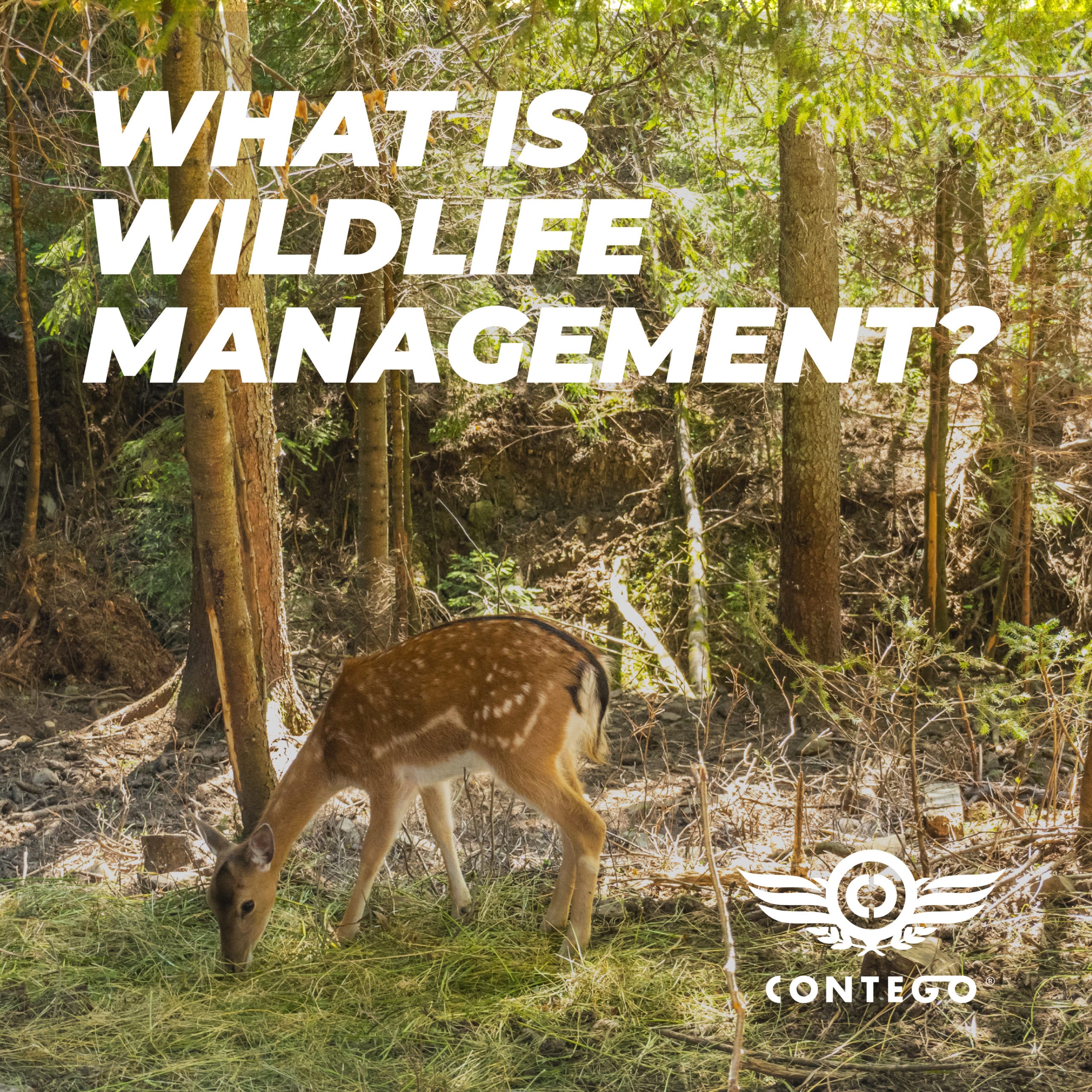 What is Wildlife Management? | Contego Response