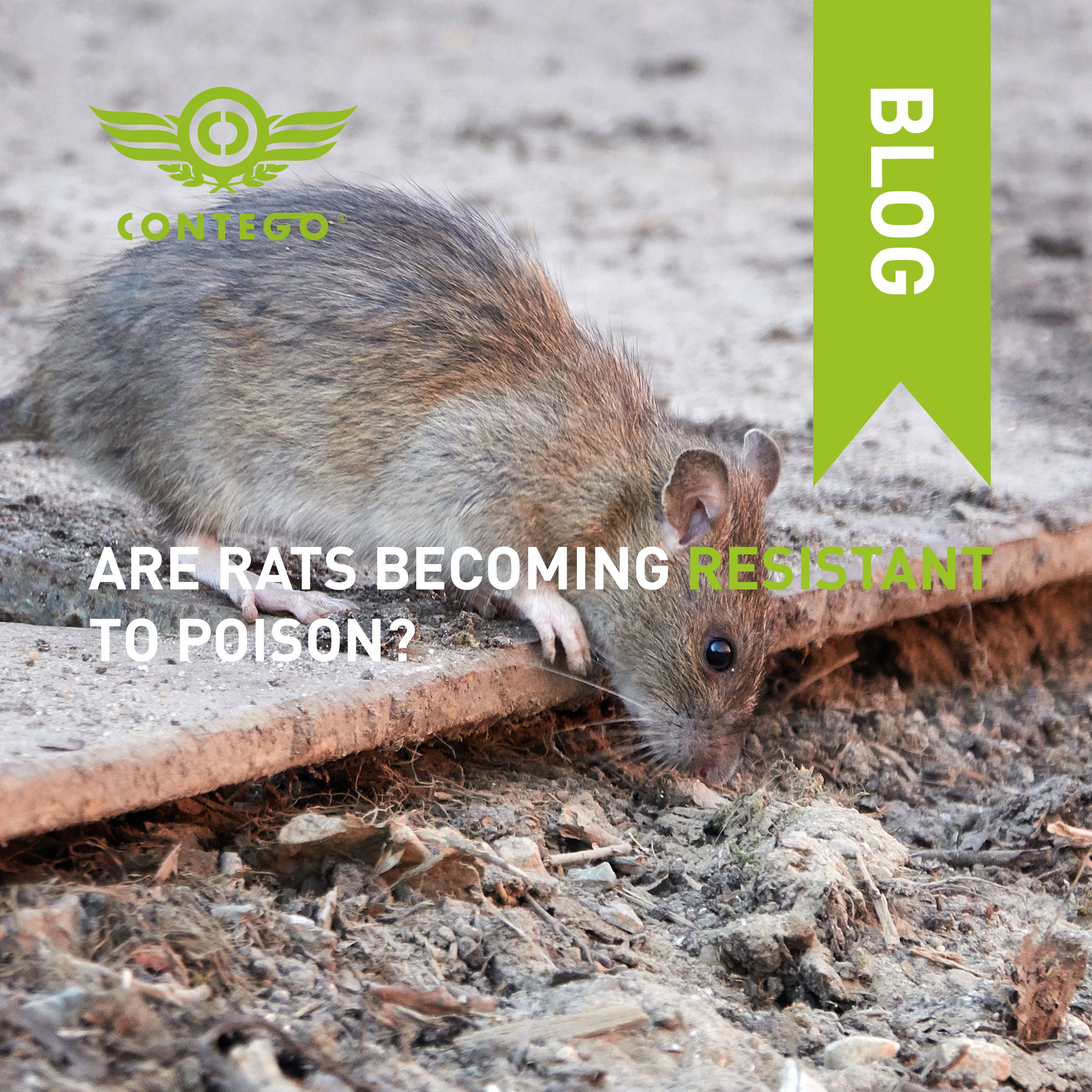 Are Rats Becoming Resistant to Poison?