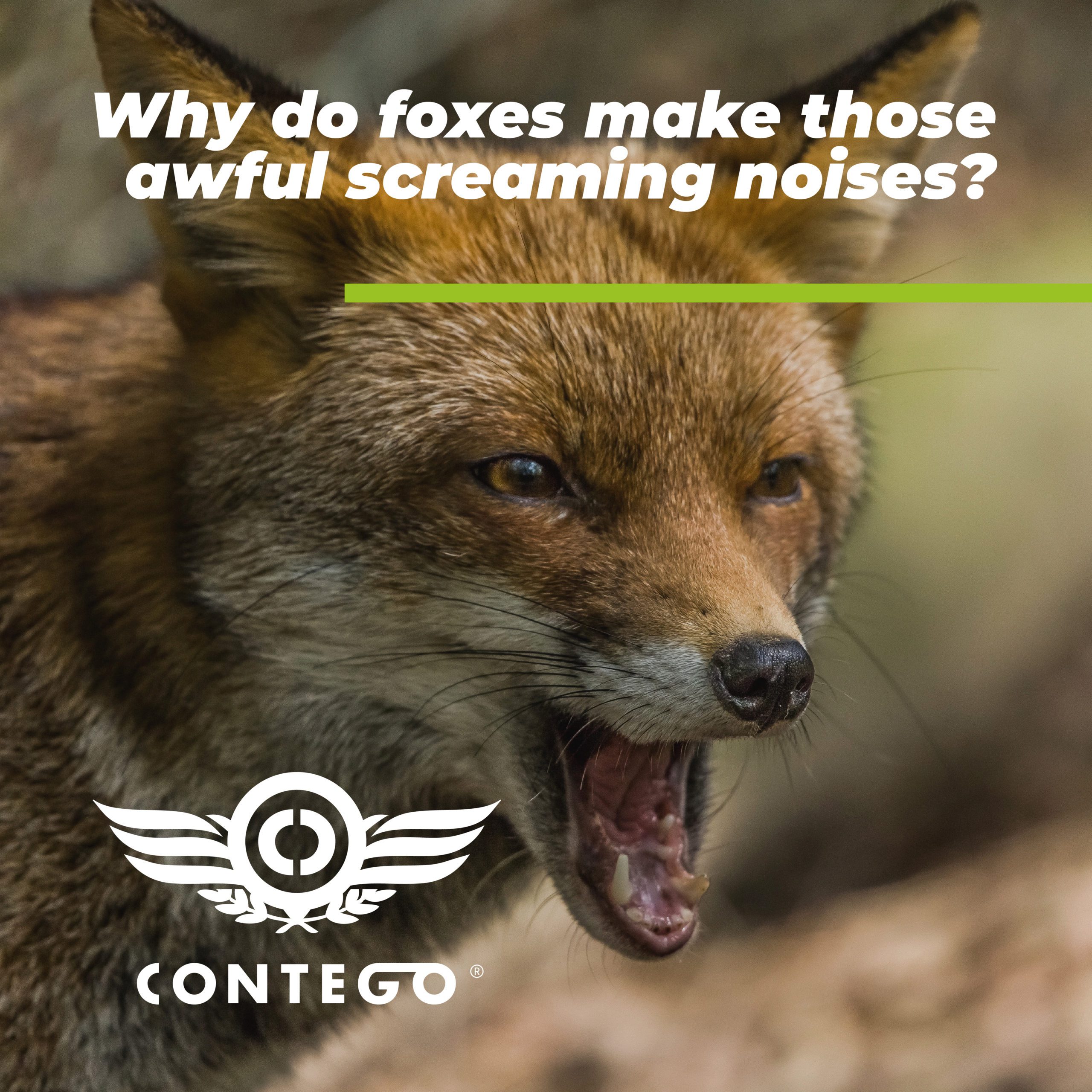Why Do Foxes Make Those Awful Screaming Noises? | Contego Response
