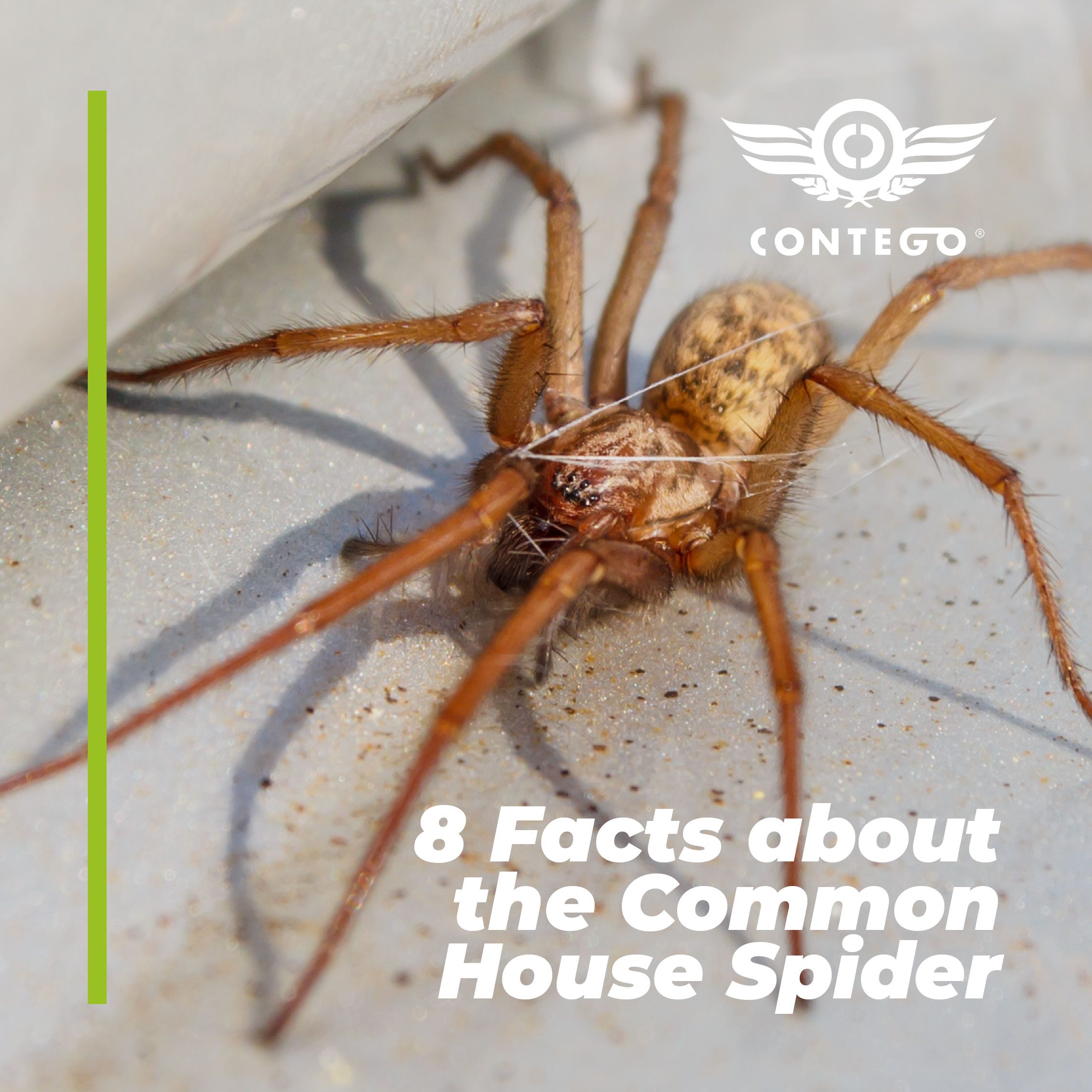 8 Facts About Spider 