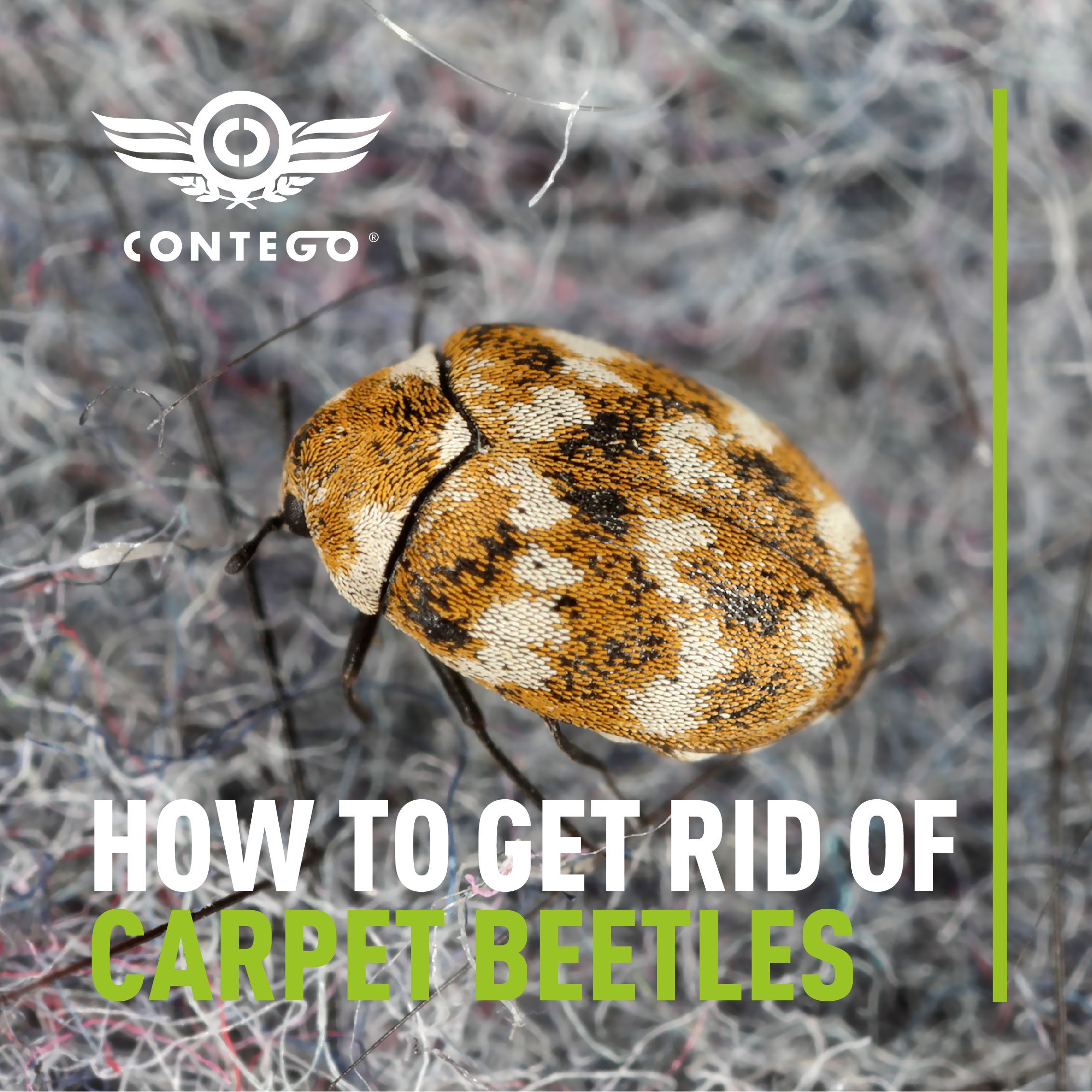 How to get rid of carpet beetles