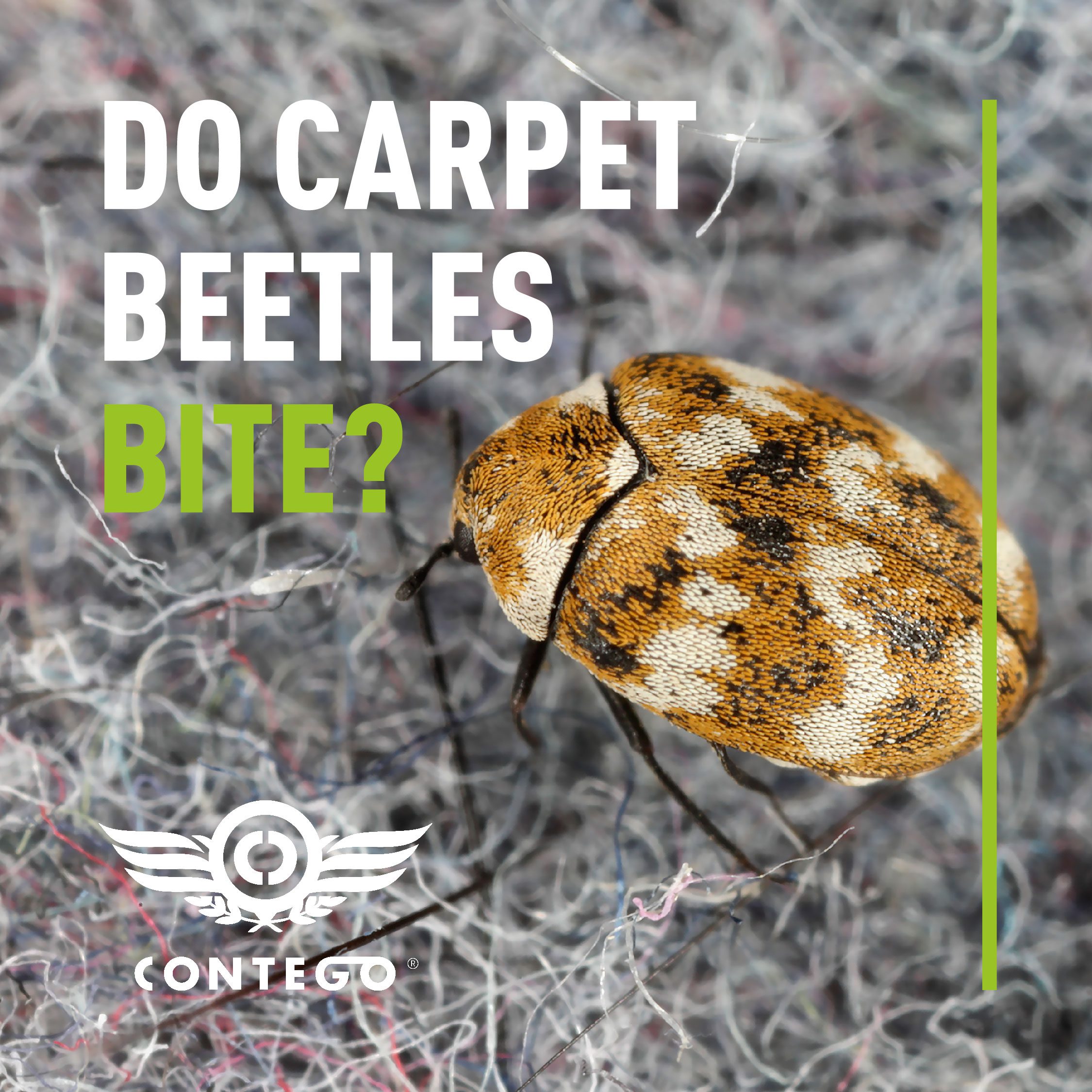 Do Carpet Beetles Bite Contego Response